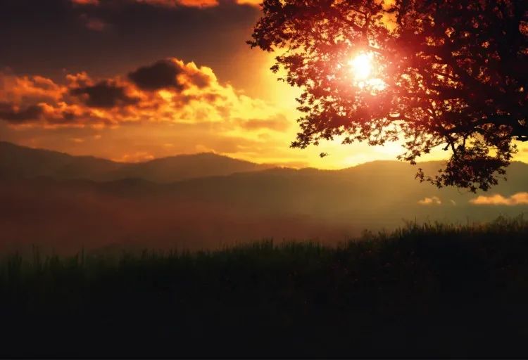 Forest Horizon